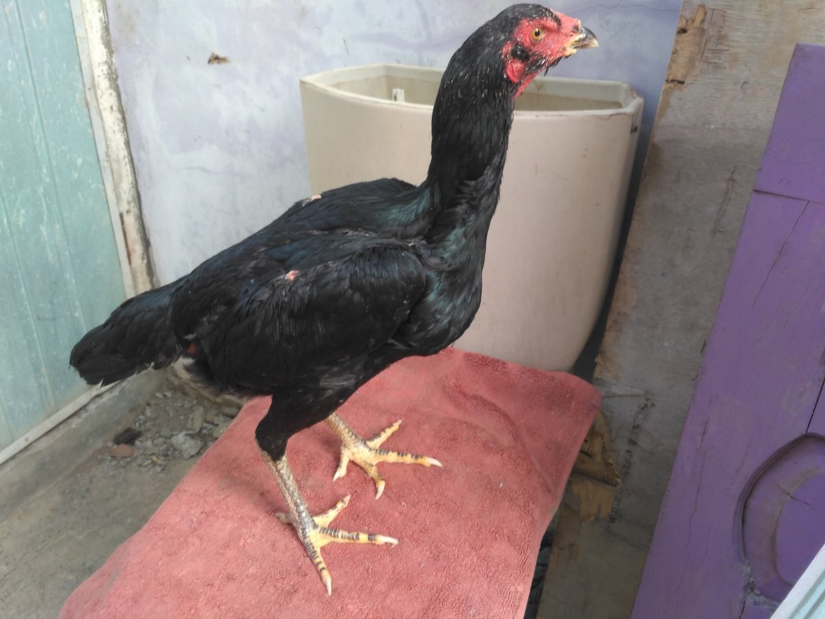 Harga Ayam Mangon Ori - [baru] Inilah 10 Peringkat Ayam Termahal Di