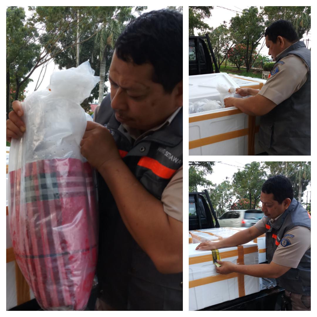 bppmhkp_pnk's tweet photo. 6/10 #OneHealthKIPM
Petugas Melakukan cek Ulang Ringau (Tiger Fish) 100 ekor, Ringau Induk 2 ekor, Botia 11 ekor  1 koli, Yogyakarta @HumasBKIPM https://t.co/gt1u97xcbb