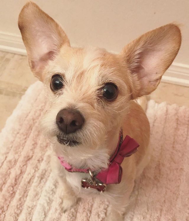 bubusthelion's tweet photo. Some fuzziness and bug ears. #Bubu #Bubusthelion #Nala #Chihuahua #chi #chimix #chihuahuasofinstagram #ears #bigears #canine #k9 #dog #dogsofinstgram #pet #petphotography #family #love #ily #cute #california #socal #happy #happiness #weeklyfluff #dailyf… https://t.co/CjHhNvR60D https://t.co/B5XE3xKnz0