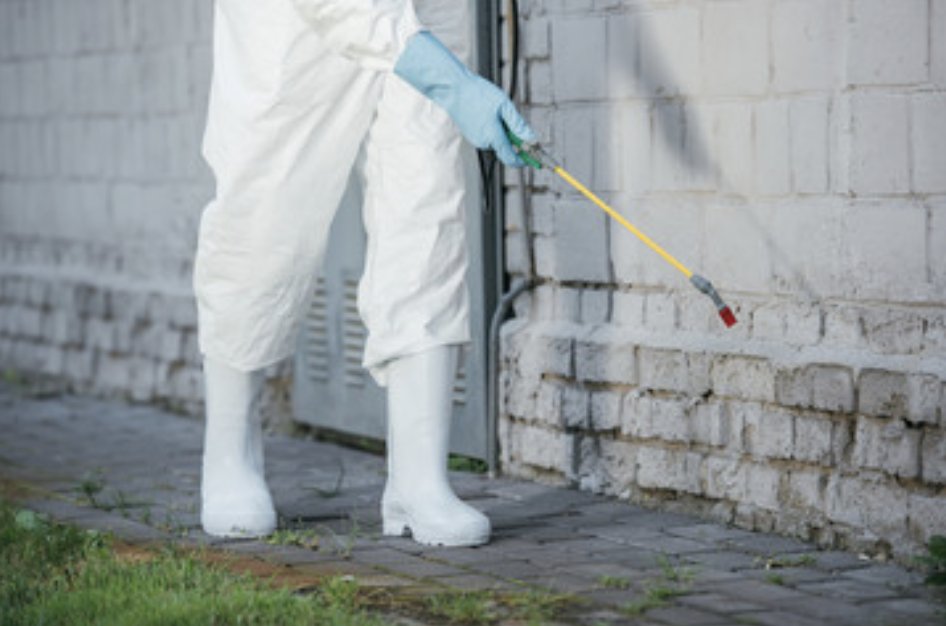 SingPestControl's tweet photo. Singhz Pest Control Brisbane has provided local businesses with professional pest control services for more than 10 years. Our pest controllers are all highly qualified, with extensive knowledge of pest control  https://t.co/L4jjG3mwkq
 #PestControl #AmalgamatedPestControl https://t.co/22KiURZLPI