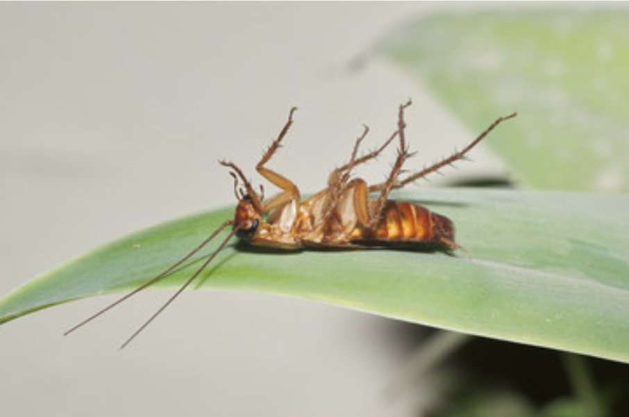 SingPestControl's tweet photo. Singhz Pest Control Brisbane has provided local businesses with professional pest control services for more than 10 years. Our pest controllers are all highly qualified, with extensive knowledge of pest control  https://t.co/L4jjG3mwkq
 #PestControl #AmalgamatedPestControl https://t.co/22KiURZLPI