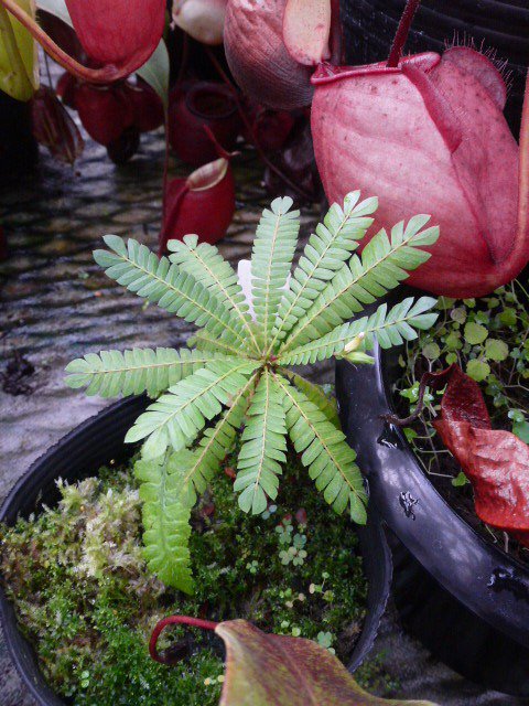 動く植物 動く植物