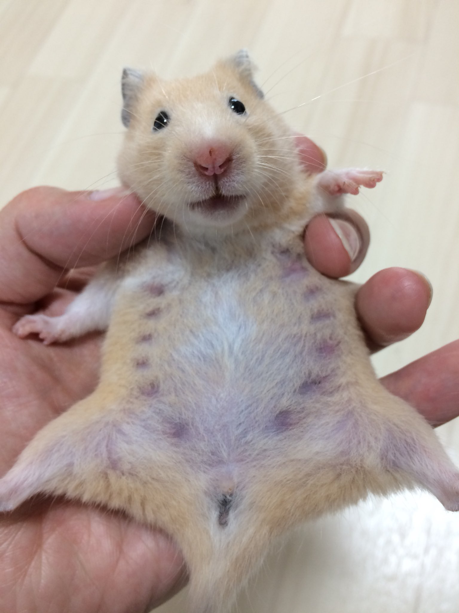 ｃｉｅｌ ａｌｅｎｃｏｎ シエル A Twitteren 妊娠してると思われる 乳首たくさん シリアンハムスター ハムスター キンクマ T Co I57sys5dez Twitter