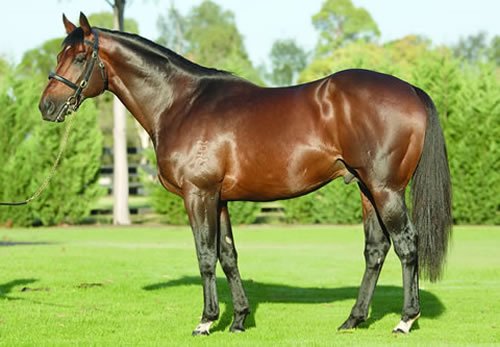 Champion sire Encosta De Lago (Fairy King) has died at Coolmore Stud in the Hunter Valley. He was 25. Encosta De Lago sired 114 stakes winners including 26 at Group 1 level. He was also a three-time champion broodmare sire. He was pensioned in 2014.