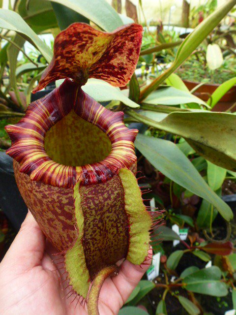 N.peltata f.yellow phantom cv.Yamada フィリピンのMt.Hamiguitanに