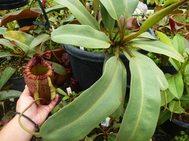 N.peltata f.yellow phantom cv.Yamada フィリピンのMt.Hamiguitanに
