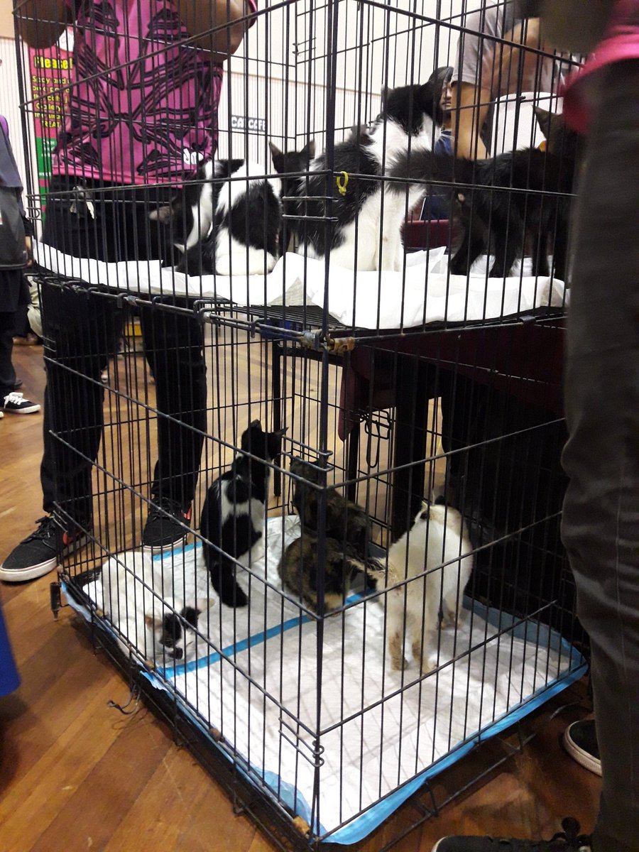 itsef19's tweet photo. [LIVE UPDATE]

KICT CAT ADOPTION 🐱

Come now and adopt these adorable kitties ❤

#kictfestastic
#ICTSS1718
#ExecuteAsOne 
#CatDay18 https://t.co/zdaYvHuuCv