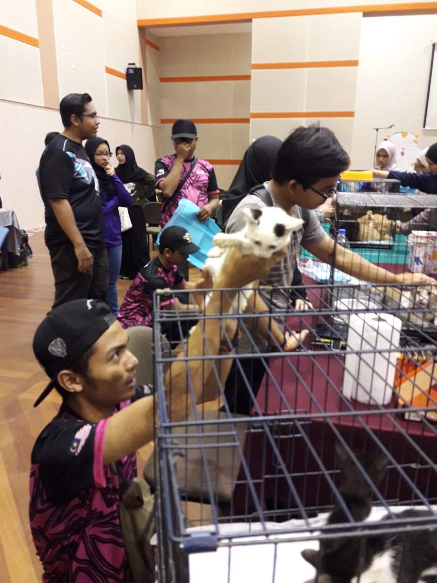itsef19's tweet photo. [LIVE UPDATE]

KICT CAT ADOPTION 🐱

Come now and adopt these adorable kitties ❤

#kictfestastic
#ICTSS1718
#ExecuteAsOne 
#CatDay18 https://t.co/zdaYvHuuCv