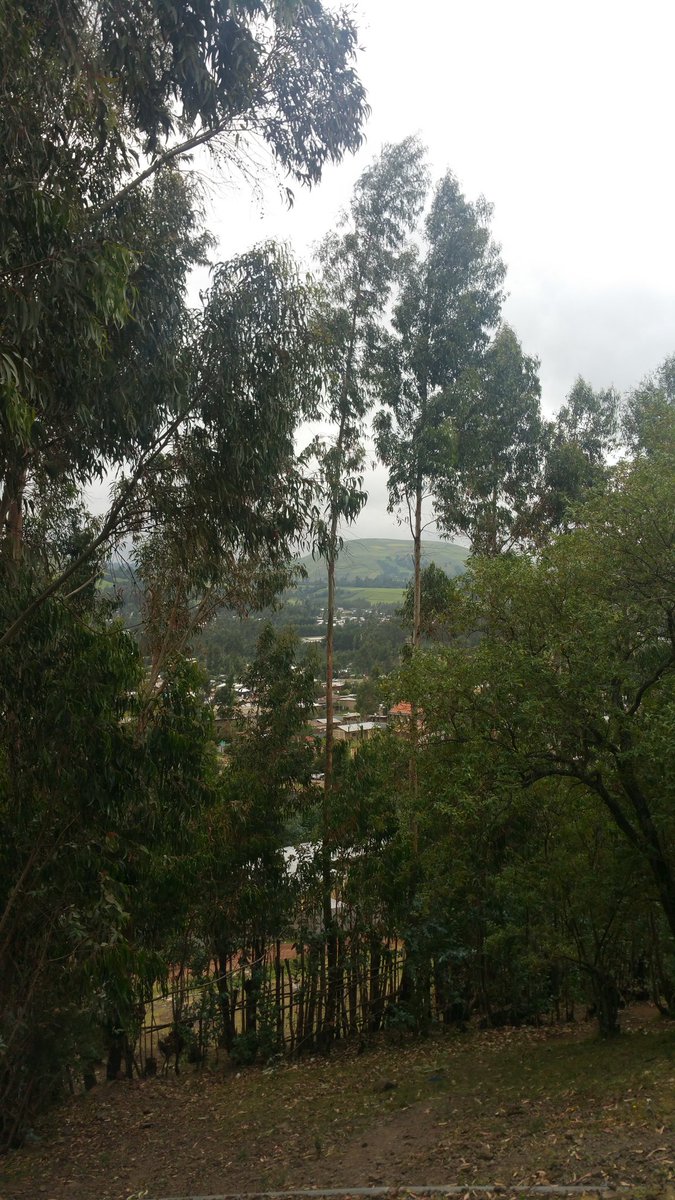TsedaleLemma's tweet photo. Incredible tour to east shewa; east & west #Arsi in #Oromia. From the fresh fruit juice of #Awash, to the breathtaking mountains full of alpine vegetation of #Assela & #Beqoji, #Meraro, #Negele, #Assasa, to the savana grassland of #Langano. I hate it it's coming to an end though! https://t.co/jpBG6lv8TF