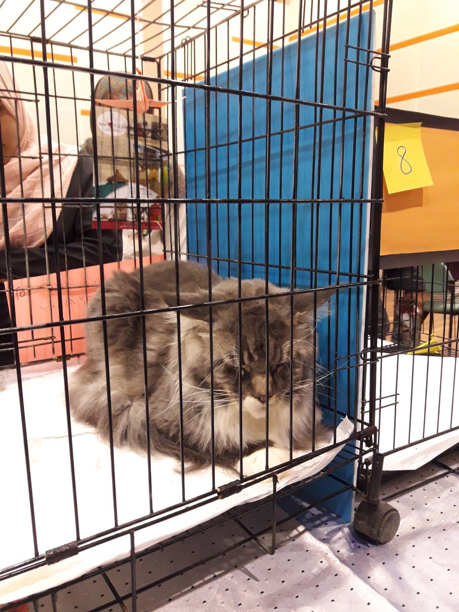 itsef19's tweet photo. [LIVE UPDATE]

CAT WALK

MEET ALEX AND KOKO - participants of cat walk 😍😻

#kictfestastic 
#CatDay18 
#ICTSS1718 
#ExecuteAsOne https://t.co/eChjgsnvjm