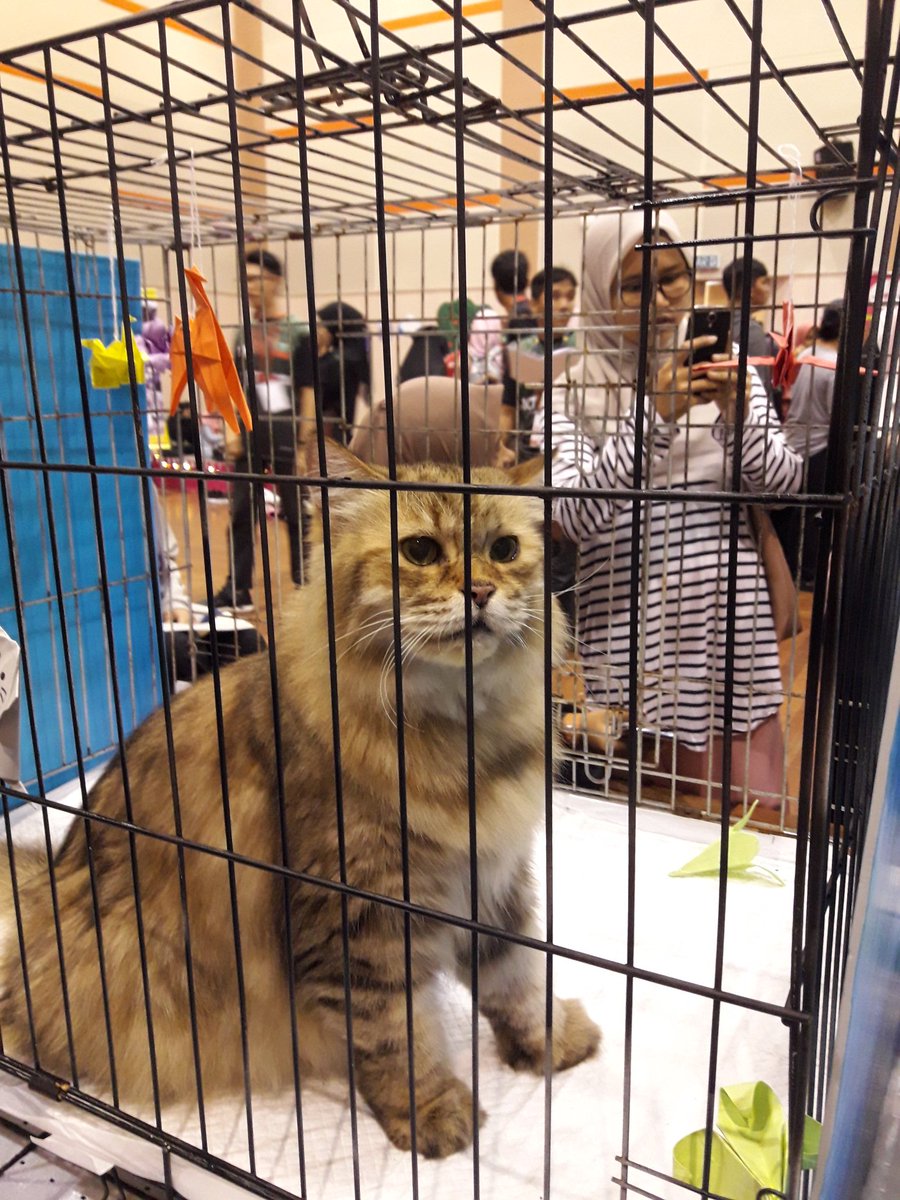 itsef19's tweet photo. [LIVE UPDATE]

CAT WALK

MEET ALEX AND KOKO - participants of cat walk 😍😻

#kictfestastic 
#CatDay18 
#ICTSS1718 
#ExecuteAsOne https://t.co/eChjgsnvjm