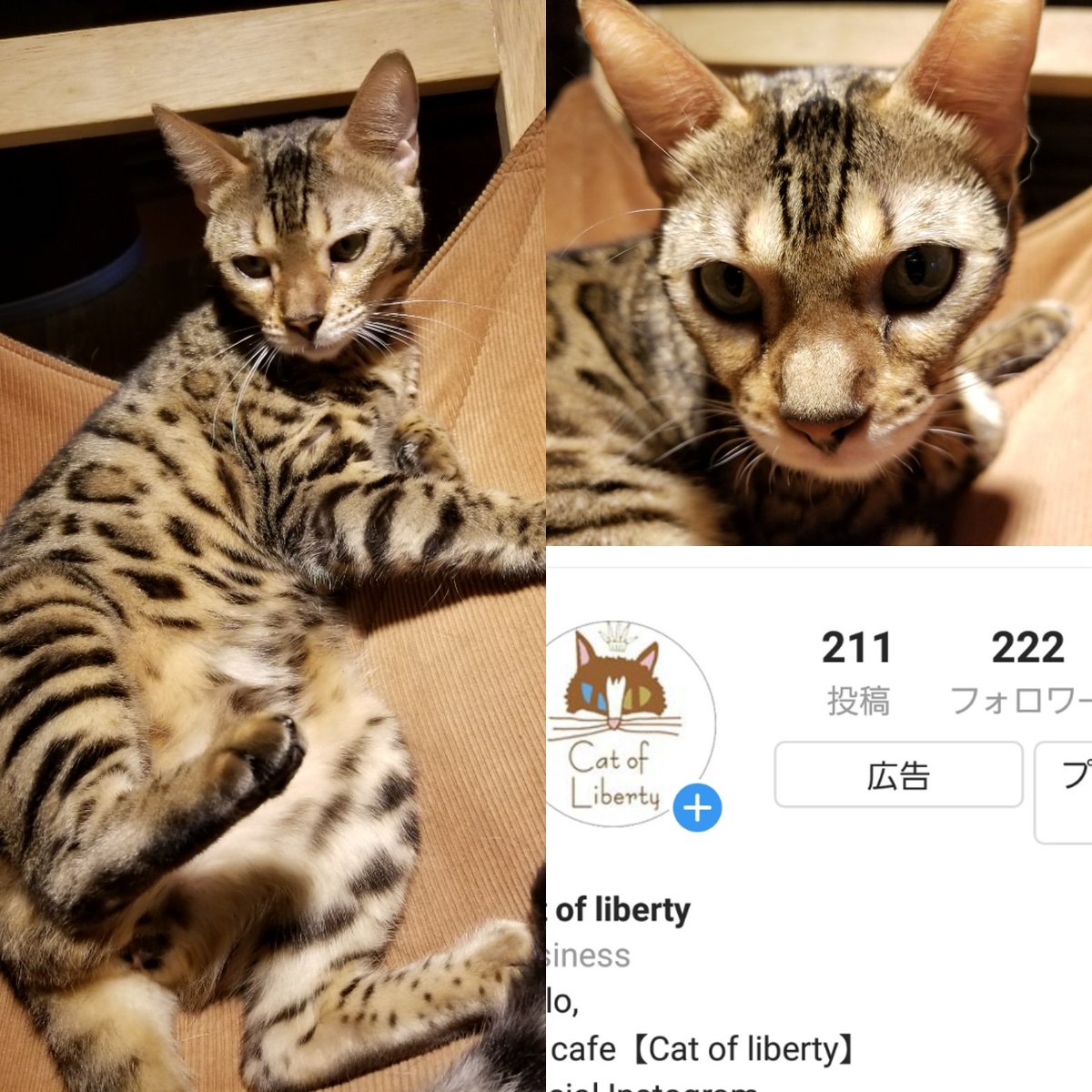 Catofliberty猫カフェ店員 V Twitter インスタのフォロワー様がちょうど 222 にゃんにゃんにゃん でした いつもありがとうございます りばにゃんず 猫カフェ