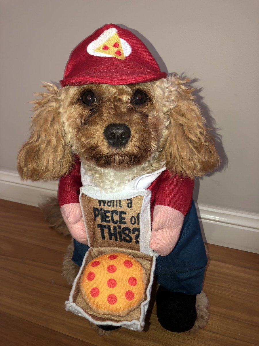 NatalieSax's tweet photo. My boy 😂😭 love him!! #puppy #pup #puppylove #cavoodle #love #baby https://t.co/zchl1NTIG5