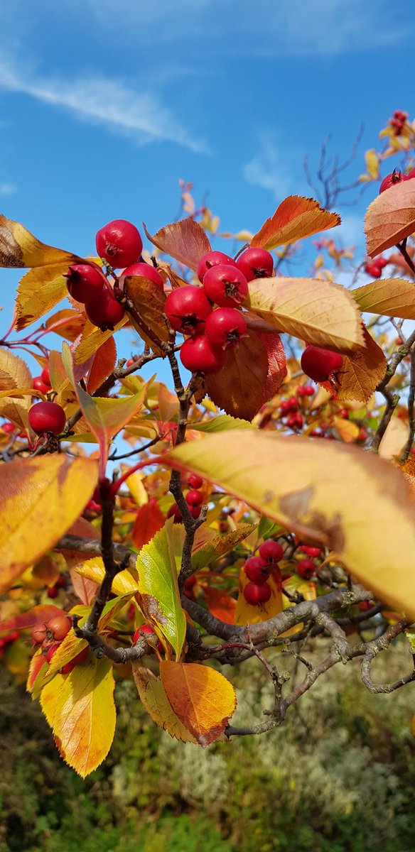 BBMaMaths's tweet photo. Benjamin Britten in the Autumn... #photography #photooftheday https://t.co/8Jw1WAkKUB