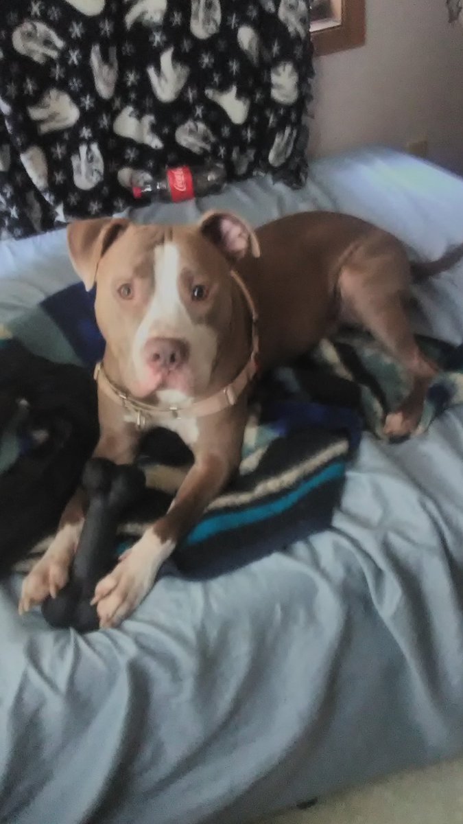 ConnorGlasner's tweet photo. Viscious pitbull attack https://t.co/YO0CUT7KkU