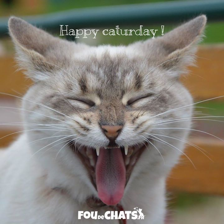 foudechats's tweet photo. Bon chatmedi les amis 😽💕 !
.
▶️ https://t.co/7zoa09tMKW  ◀️ Le chemin le plus sûr vers le bonheur.
.
💕 Nous rendons heureux tous les amoureux des #chats avec des #cadeaux originaux. 💕
.
#chat #chaton #amoureuxdeschats #jaimeleschats https://t.co/GX71Bu381J