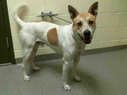 DASanimals's tweet photo. They call me Squash. I am an altered male australian cattle dog / blue heeler. https://t.co/U0rETARwHo https://t.co/kr3eO6TpGN