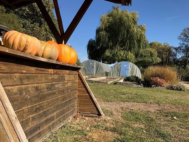 Uckermark_tmu's tweet photo. Neu auf #Instagram: Herbst- und Erntedankfeste sind an diesem Wochenende in der Uckermark. Zum Beispiel in #Warnitz und #Gramzow.⠀
⠀
#Uckermark #Kürbis #bunteUckermark #Uckermark_erleben⠀ https://t.co/QuNtJ8X57G https://t.co/kCBbqv7jVX