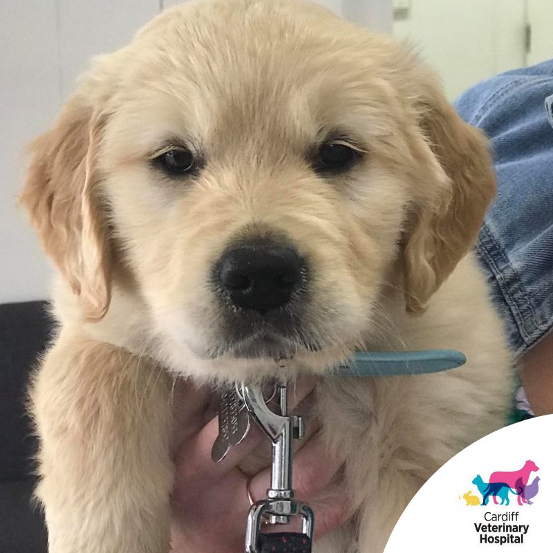 Cardiff Veterinary Hospital (@CardiffVet) / Twitter Cardiff Veterinary Hospital (@CardiffVet) / Twitter