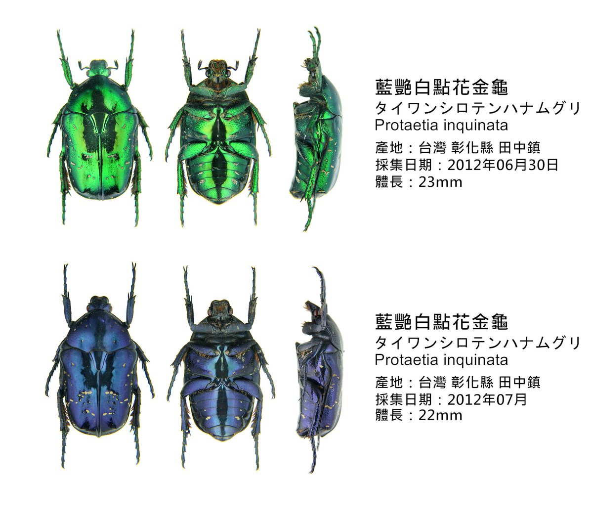 藍艷白點花金龜 タイワンシロテンハナムグリ Protaetia inquinata