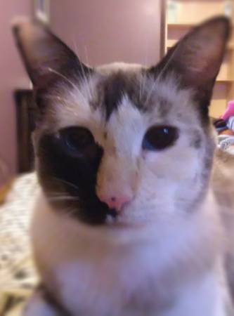 Uncodeable's tweet image. 