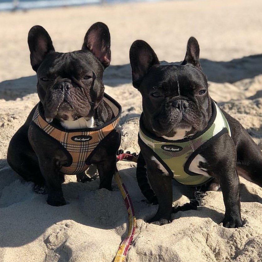 BarkAppeal's tweet photo. @keegfabulous Wow you two look amazing in your Bark Appeal Tan Plaid and Camo Mesh Harnesses!
👉Stop by @furbabieskingwood and pick up one today for your pet!
#barkappeal #harness #frenchies #frenchbulldog #adopt #rescue #dogs #puppies #supportsmallbusinesses #supportsmall #local https://t.co/eEBnRTpX2B