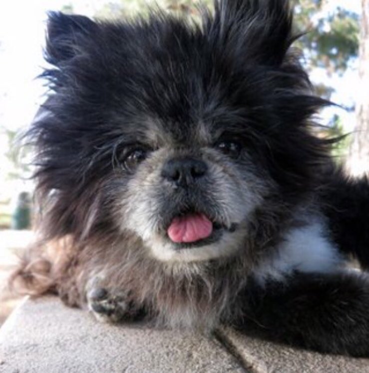 Derek_the_dog's tweet photo. Because shouldn’t every day be World Smile Day?! #WorldSmileDay #Smile #IfYouJustSmile #dogs #dogsoftwitter https://t.co/fFE97Gxy7r