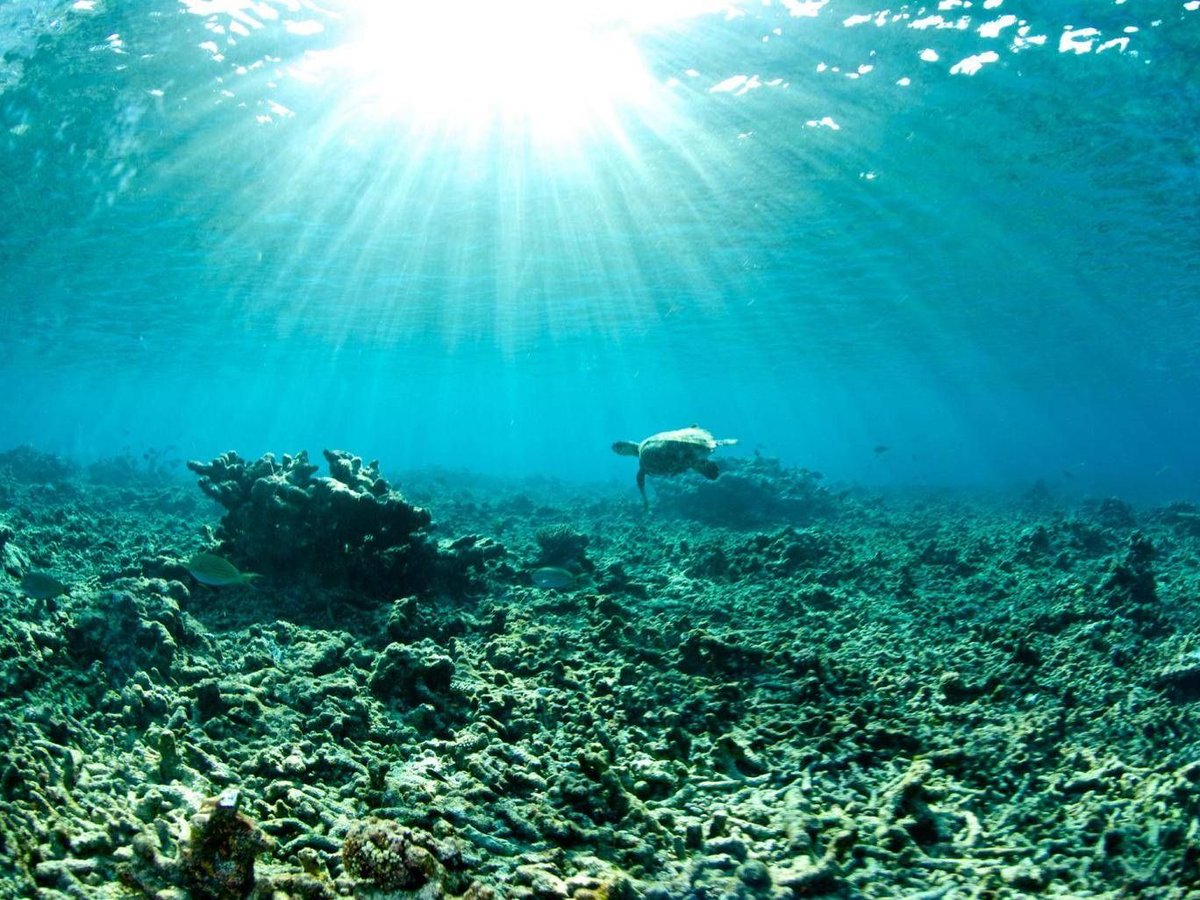 Reform_Aus's tweet photo. Prevention of the huge emission of #greenhouse gases and #GlobalWarming have become a call of the hour to protect our ocean and marine lives for a sustainable future of planet earth.
Visit - https://t.co/f0HHepi1G1 https://t.co/Hs4t6H6mk3