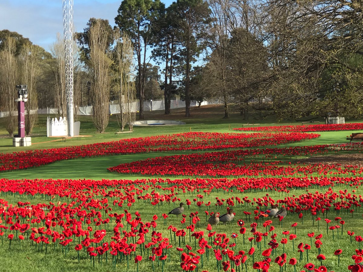 Flanders Fields comes to the ⁦<a href="/AWMemorial/">Aust War Memorial</a>⁩ . Thousands of hand knitted poppies #Canberra