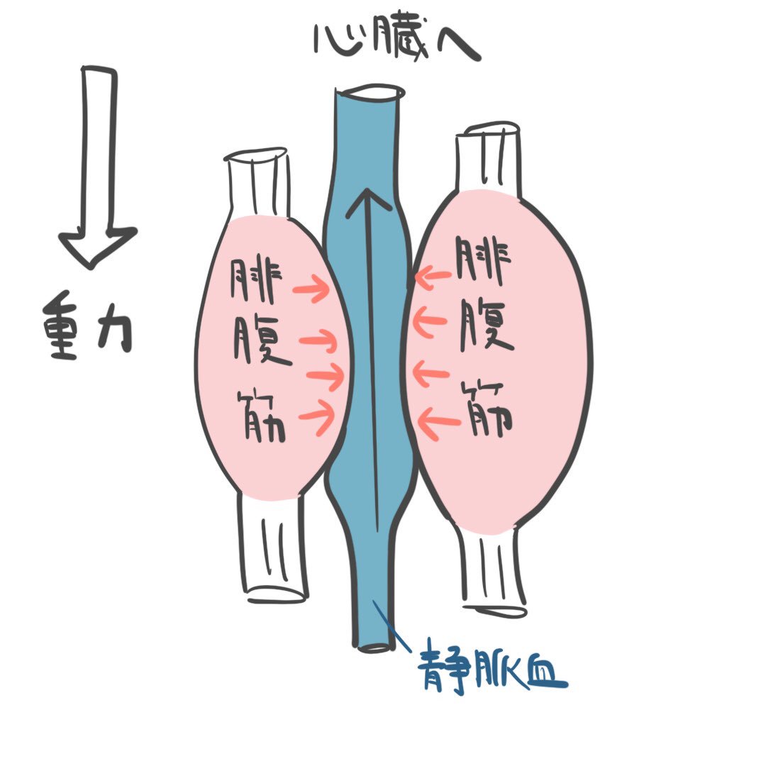 ゴロ 解剖生理イラスト Ar Twitter パッと見でわかる 血液の分布 体内で血液が多い場所は 圧倒的に 静脈 血液を貯蔵するから容量血管と呼ばれる 静脈還流が障害されると浮腫が生じる イラストを見ると いかにふくらはぎの筋肉が大切か分かるよね