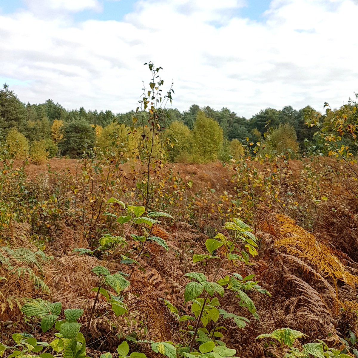 Emily Barnes On Twitter Beautiful Autumn Hues At Sherwood Pines