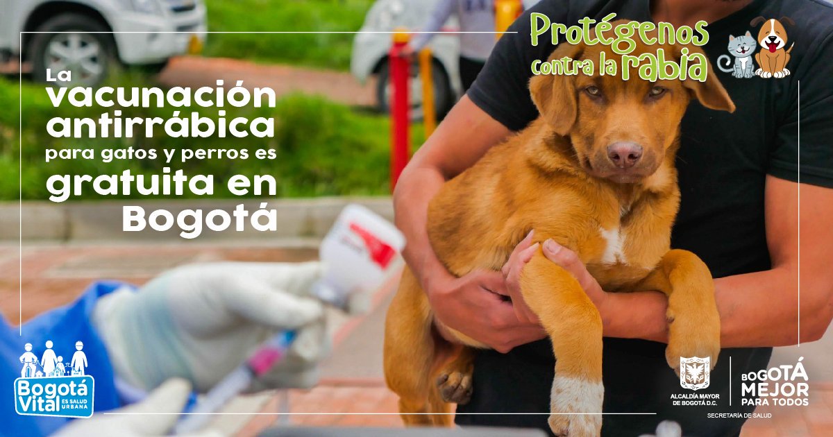 SectorSalud's tweet photo. Desde 2001 no hay casos de rabia animal en Bogotá. Ayúdanos a mantener a salvo a tu mascota. Vacúnala el domingo 21 de octubre @SectorSalud @AnimalesBOG #BogotáSinRabia https://t.co/At3nqLd7s4