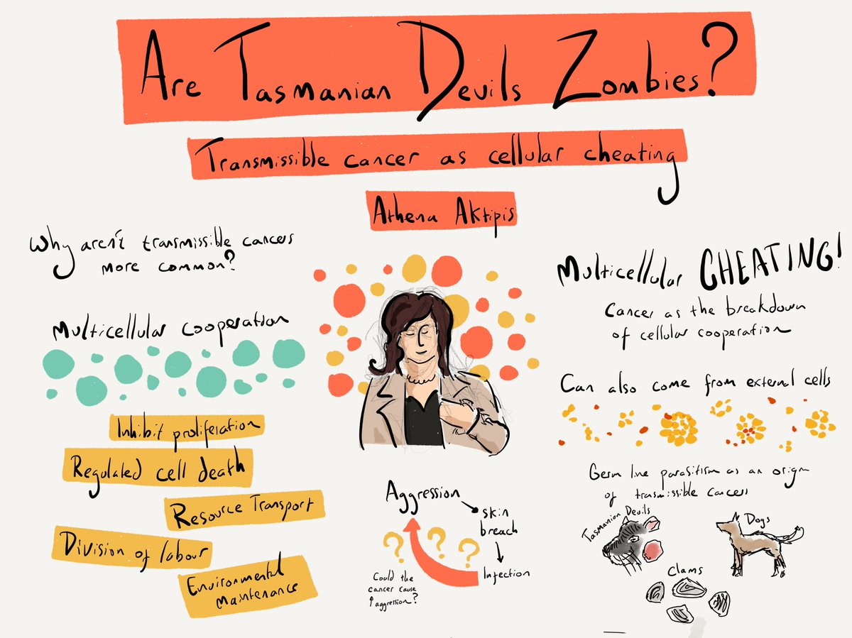 ATJCagan's tweet photo. Great discussion of transmissible cancers and their origins by @AthenaAktipis #ZAMM18 https://t.co/B5d0un4yO1