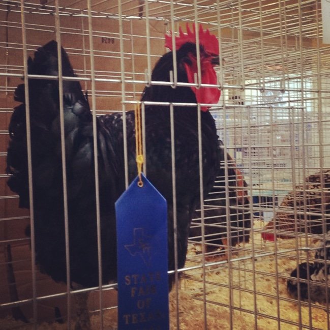 DonkeysofDHV's tweet photo. Well, well, well...Congratulations to one of our favorite roosters and chickens! King Solomon won Best of breed plus one of his ladies got Reserve breed at the Texas State Fair! #dhvillage https://t.co/BCu91wIJbN