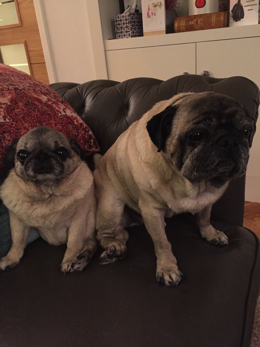 This is Truffles. She is what love looks like. She had the worst possible news yesterday but we will love with all we have, for as long as she has. #Truffles