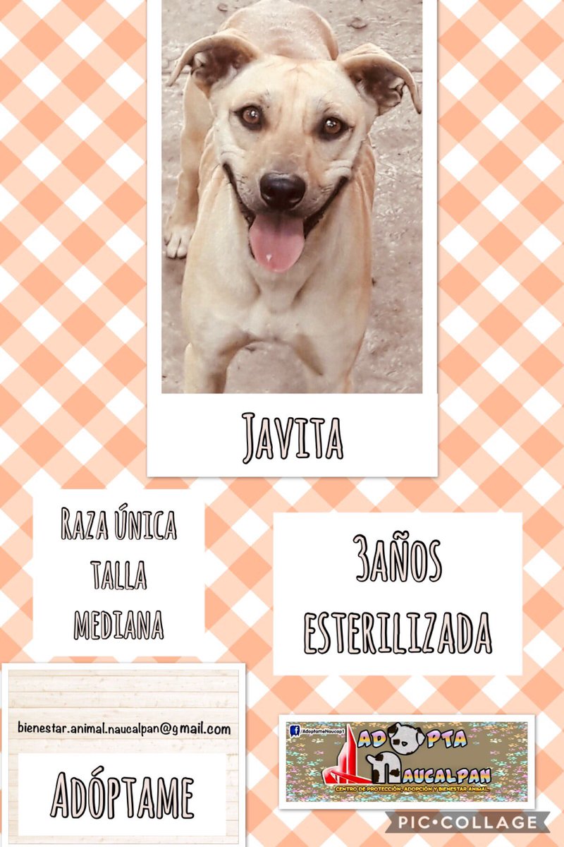 AdoptameNaucal1's tweet photo. Soy Javita antes la flaca que chillo porque a mi hermana se la llevaron y a mi no,mañana voy a estar en el área canina del Naucalli buscando una familia que JAMÁS me abondone #72DiasNosVamos #ExAntirrabicoNaucalpan #AdoptaYCambiaSuVida #EstamosSalvandoVidas #YoSoyAdoptaNaucalpan https://t.co/X1IgINXK0i