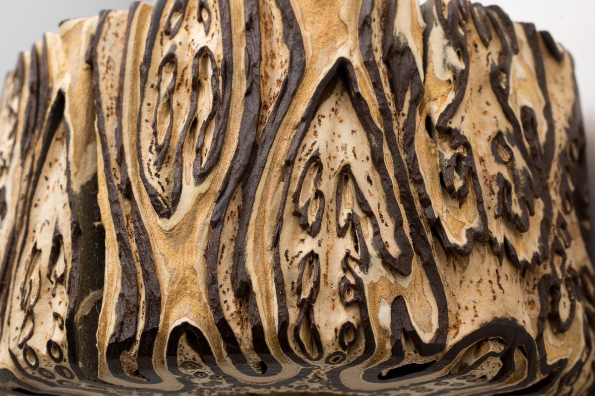 nervous_jessica's tweet image. The trunk of a tree fern is actually a compressed bundle of roots. It provides support for the fern to grow up to 65 feet high!