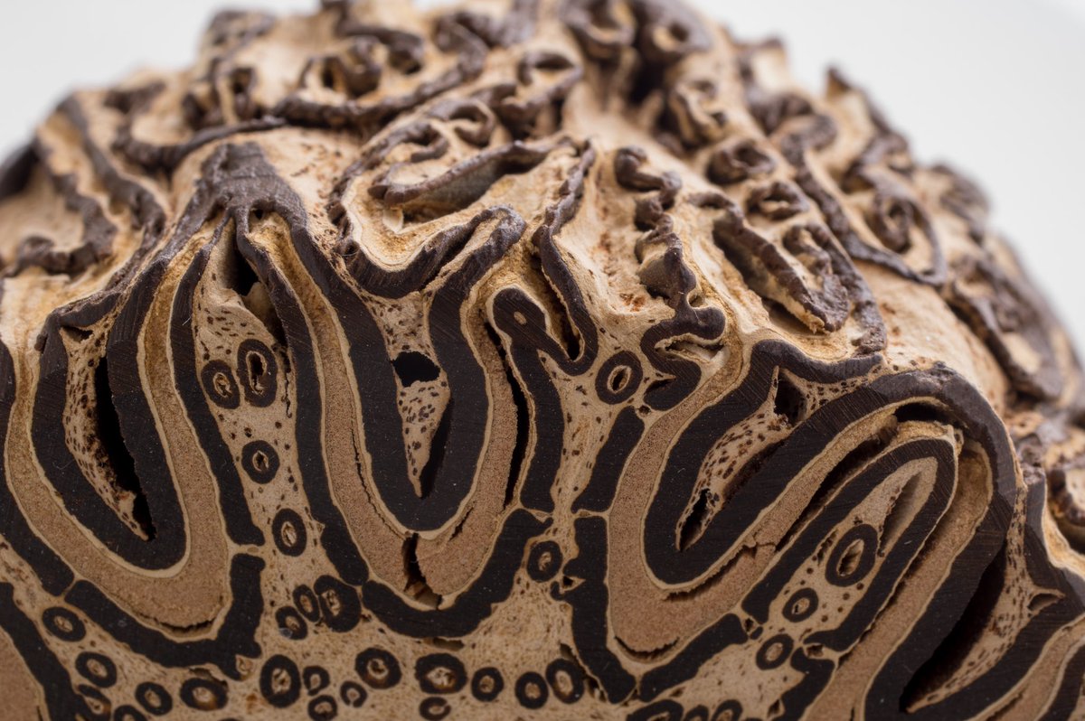 nervous_jessica's tweet image. The trunk of a tree fern is actually a compressed bundle of roots. It provides support for the fern to grow up to 65 feet high!