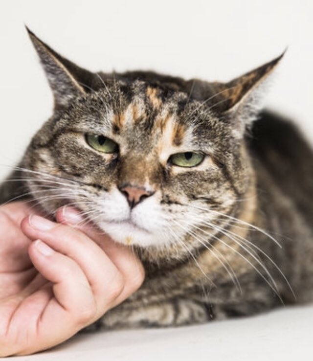 SCPatriotSC's tweet photo. Sorry everyone...we have a sick kitty who needs to get better. We will have to cancel the Feisty & Friends show tonight π’ Catch you on Monday... @PatriotsSoapbox @CHHR01 #Caturday #Reschedule #Bummer #SickKitty #IVantToBeAlone #Sniffles #SleepyKitty https://t.co/BkjO6G55V5