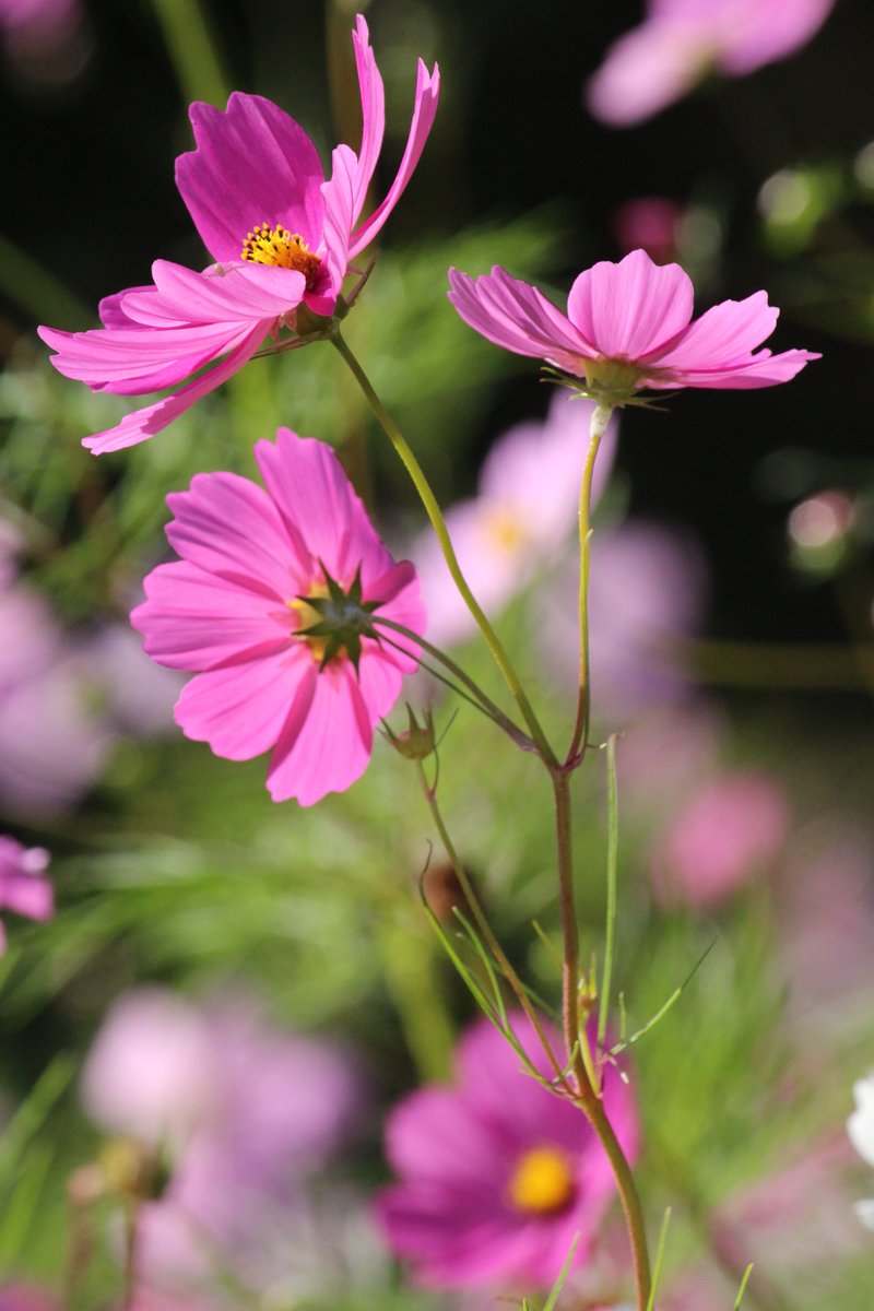 Drove by The Barn at Sycamore Farms in Arrington, TN today and had to photograph their beautiful Cosmos Wildflowers.  A beautiful wedding venue. <a href="/NashWedPlanners/">WeddingPlannersGroup</a>, <a href="/NashvilleTenn/">Nashville Tennessee</a> #wildflowers #photosbykatrinacoomer