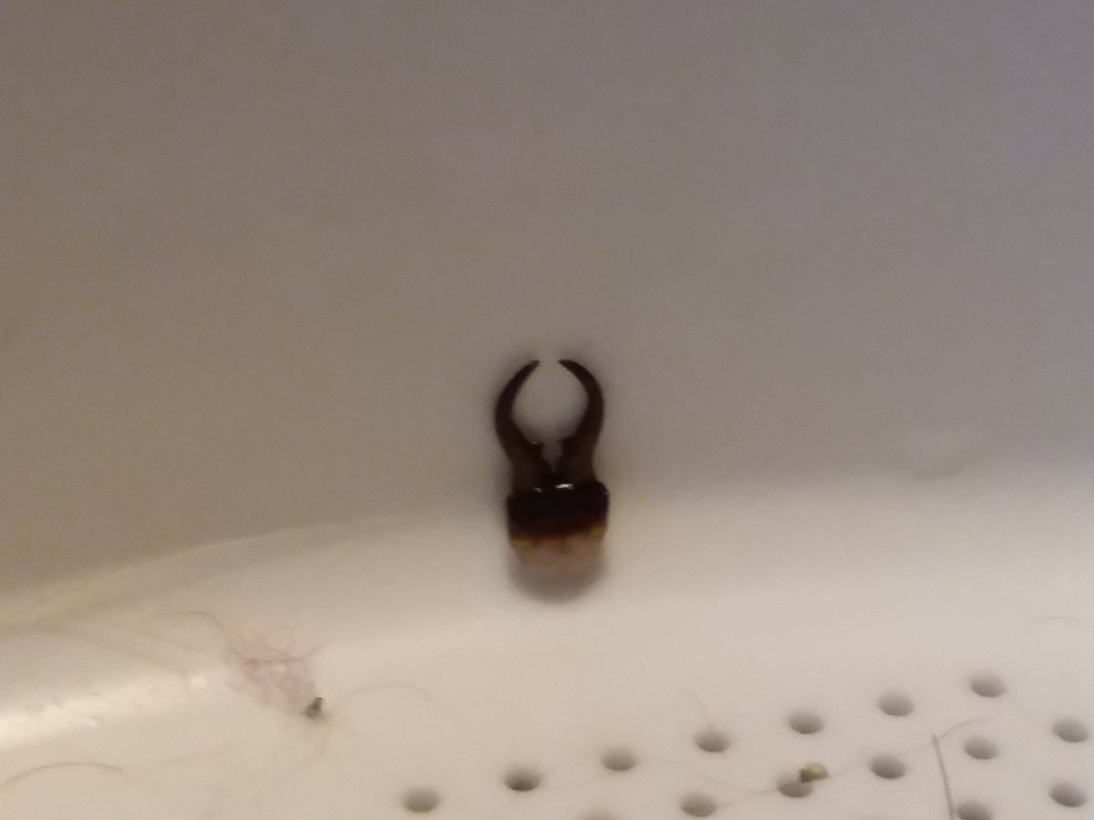 super_ginger92's tweet image. Creepy find of the day: An earwigs ass pincher in my washers lint trap.
#Halloween #bugass #Gross