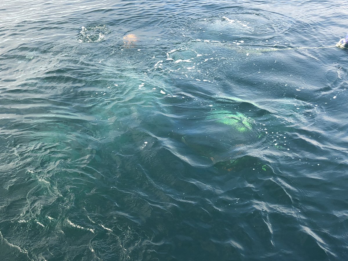 divestay's tweet image. Great day today #sunshine #flatcalm #scubadiving #dolphins #greatvisibilyy