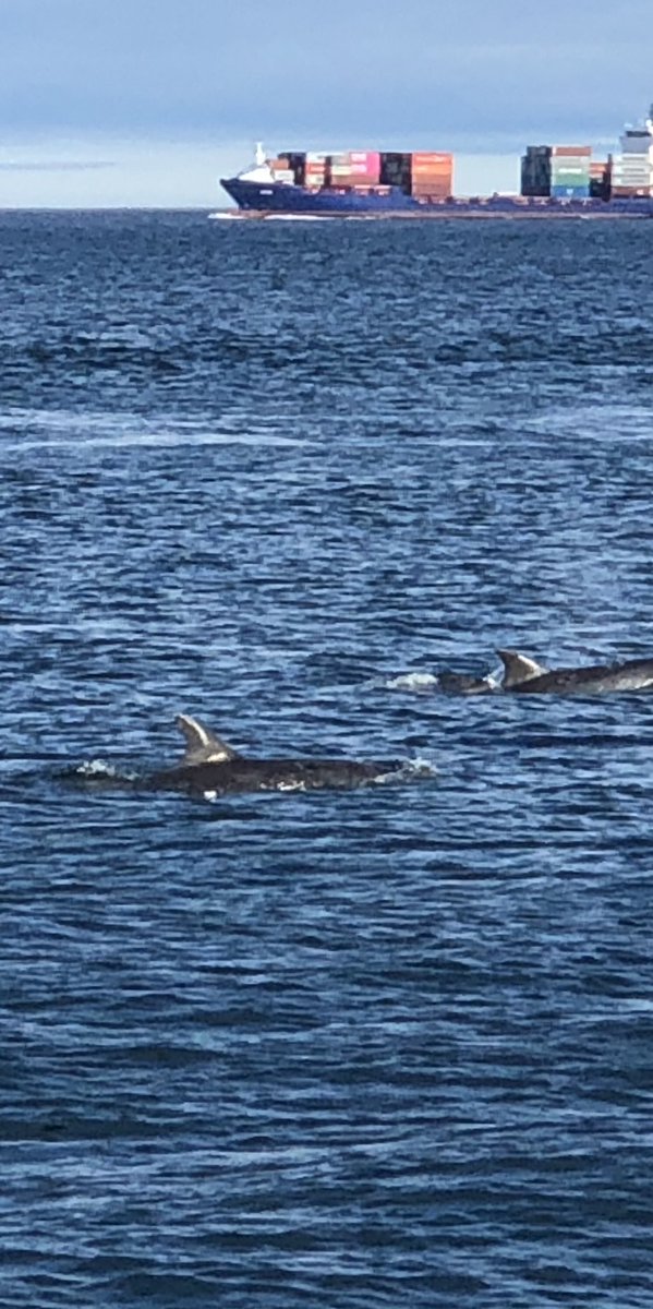 divestay's tweet image. Great day today #sunshine #flatcalm #scubadiving #dolphins #greatvisibilyy