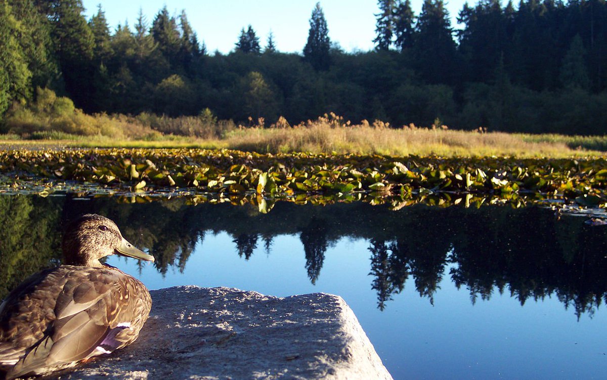 “How fleeting are all human passions compared with the massive continuity of ducks.” DOROTHY SAYERS