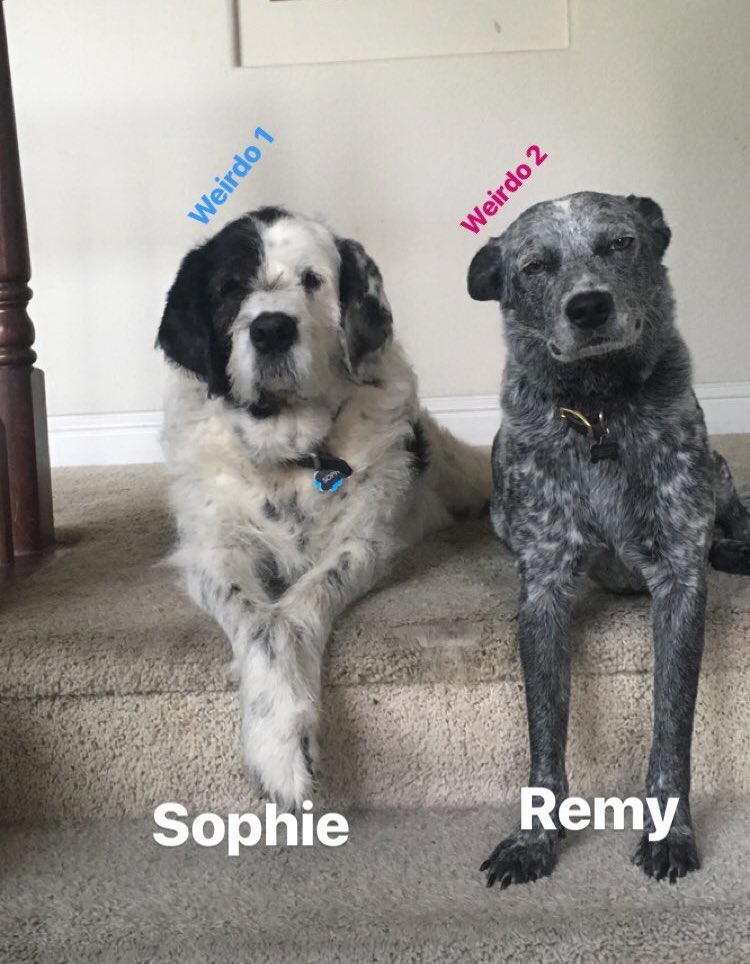 DanicaStevenso1's tweet photo. My old roommate just sent me this 😂 https://t.co/Gvzfh67MZ1