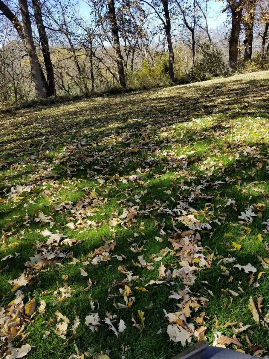 TMSboys's tweet photo. Before......After

For all you Fall lovers, you can come over and pick up leaves 3 times a week. #notafanofFall https://t.co/lOjMPrG3JD