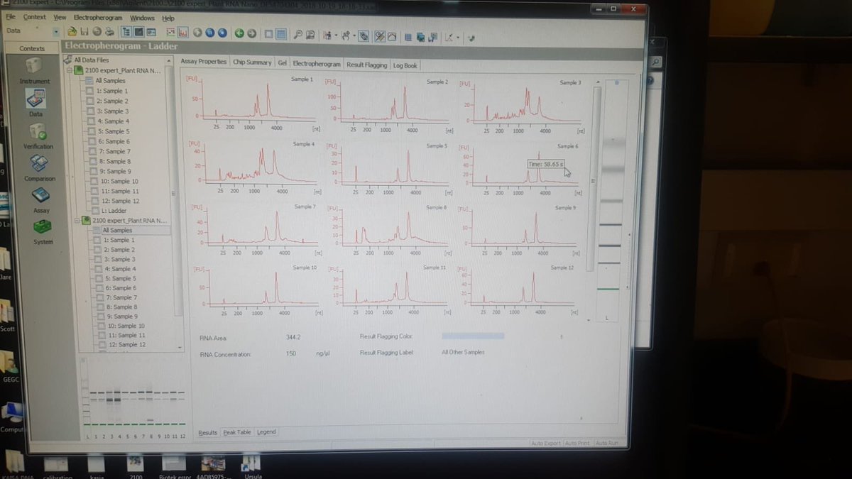 URuizvera's tweet photo. First bioanalyzer results from cassava roots and the satisfaction to see undergraduates learning new techniques. Thanks Austin @Soyface_IL @IGBIllinois @RIPEproject #cassproject #bioanalyzer #roots @molecular https://t.co/7leu05U5Yz