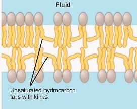 cellmembrane365's tweet photo. Minutes from 1st campaign stop: 
FLUIDITY! 
We discussed how my unsaturated fatty acid kinks HELP our cell city! Since the bends prevent tails from packing together, we can stay fluid and not freeze during the winter! #staywarm #pgcellwars2018 https://t.co/oQM6wJZIsU