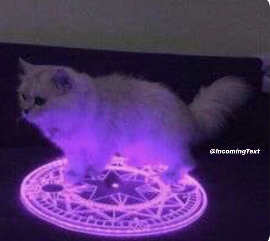 IncomingText's tweet photo. This photo is cursed by this demon cat. Like this photo in the next 20 Seconds or you will be cursed https://t.co/bzSLW7koiy
