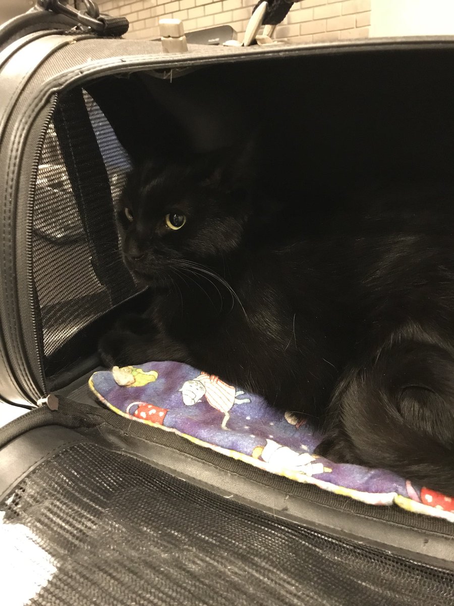 AnnaViemeister's tweet image. My little für baby being very brave at his follow up vet appt. even though he is clearly not amused- he was a complete gentleman and sweetheart to the doctor- someone’s getting wet food tonight!!
#furbaby #catmom #mostlymezzo #follo4folloback #heartofharlem